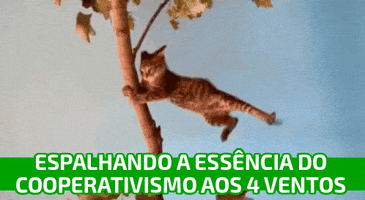 GIF by Sicredi Noroeste RS