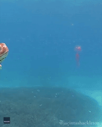 Peckish Sea Turtle Gobbles Jellyfish at Great Barrier Reef