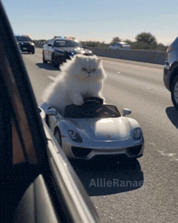 White Cat GIF