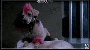 angry elvira mistress of the dark GIF by Arrow Video