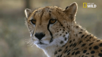 Savage Kingdom Big Cat Week GIF by Nat Geo Wild