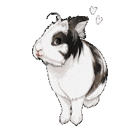 Bunny Rabbit Sticker