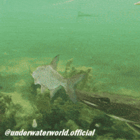 Fish Fishing GIF