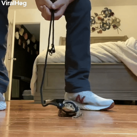 Toad on a Leash