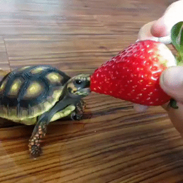 strawberry GIF