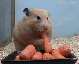 baby hamster GIF
