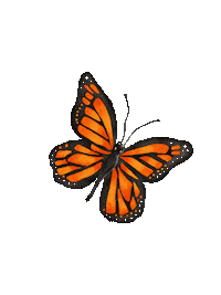 Orange Butterfly Sticker by Fundación NET