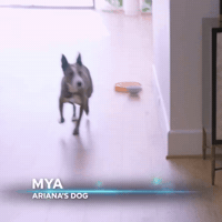 Okay_Decision  GIF