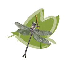 NSWDPIE animals australia our saving Sticker