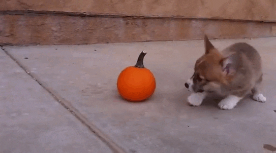 vs pumpkin GIF
