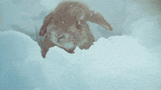 rabbit GIF