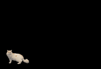25Catsfromqatar GIF by Gray Hat Films