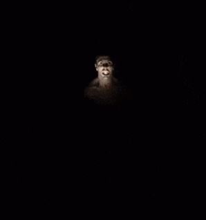 moth pit GIF