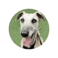 Dog Puppy Sticker by Sheds Direct Ireland