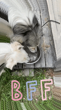 lalindase friends dogs bff GIF