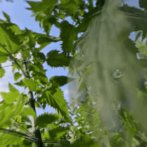 Good Morning Flowers GIF by TRT