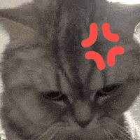 laylawa angry mad angry cat layla GIF
