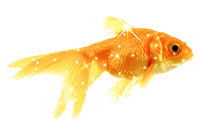pool STICKER