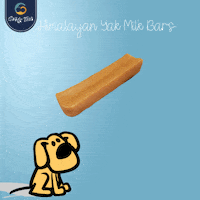 Goofytails cat dog dogs pets GIF