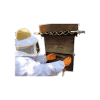 Apicultura Sticker by Bee Propolis Brasil