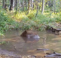 Bear Cub Found Playing in Pond 