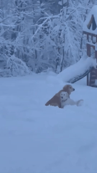 Snow Reaches 'Dog Tunneling' Depth