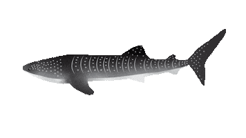 waves explore Sticker by OceanX