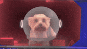 Barking Double Take GIF