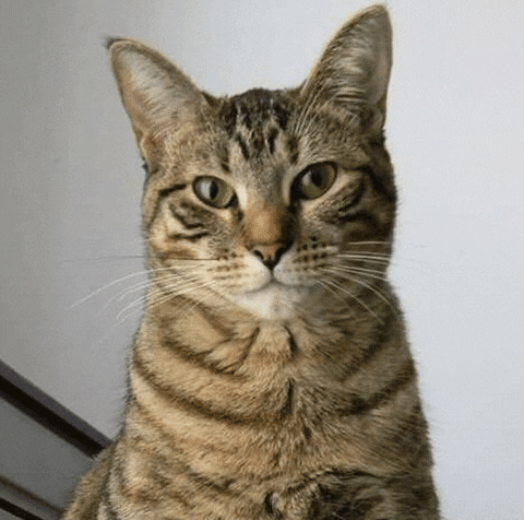 mapadebits giphyupload cat wink GIF