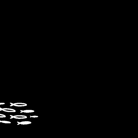 tourismeventsqueensland fish swimming queensland thisisqueensland GIF