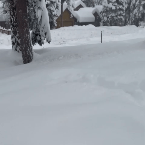 Dog Bounds Through Deep Snow