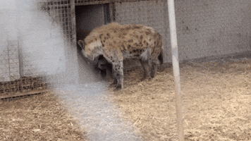 Hyena Cub Frolics and Snuggles with Mother