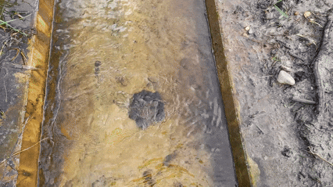 ingovalgma giphyupload GIF