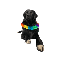 Goeiezaak dog digital agency hond dancing dog Sticker