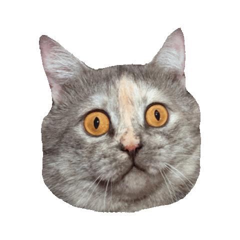 confused cat STICKER by imoji