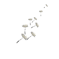 WishGarden wishes herbs dandelions wishgarden Sticker