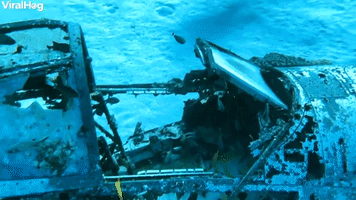 Scuba Divers Explore the Corsair Dive Site