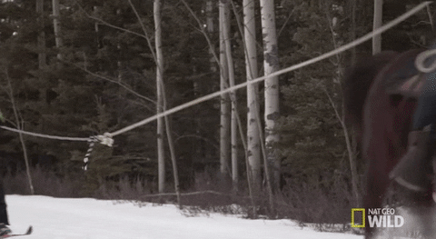 nat geo wild yukon vet GIF by Dr. Oakley, Yukon Vet