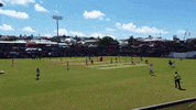 Bermuda Cupmatch GIF by Bermemes