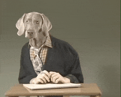 New England Dog GIF by Jason Clarke