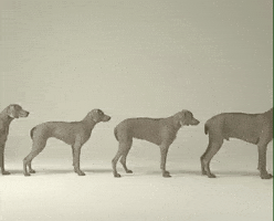 Stop Motion Dog GIF by Jason Clarke