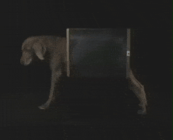 X-Ray Dog GIF by Jason Clarke