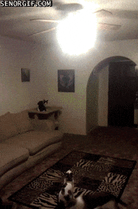 cat win GIF by Cheezburger