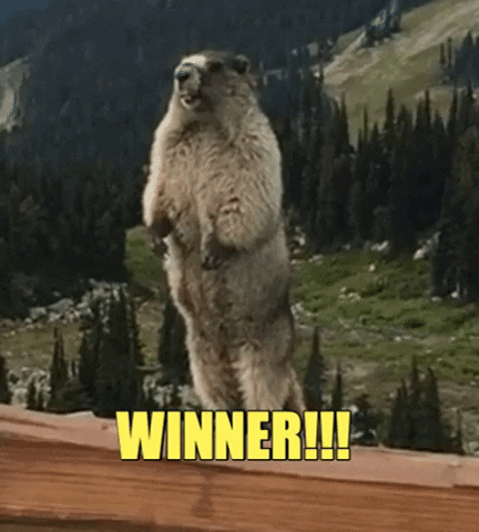 mswettwalker giphygifmaker giphyattribution winner marmot instbirdpop GIF