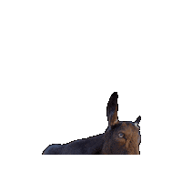 Fun Pets Sticker by Goatta Be Me Goats! Adventures of Java, Toffee, Pumpkin and Cookie!