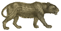 almadelvalle animal teeth jungle feline Sticker