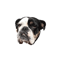 ATELYAY frieda atelyay obeytheyay Sticker
