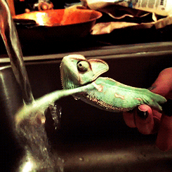 water chameleon GIF by Cheezburger