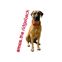 Hund Amos Sticker by Rettungsdienstschule