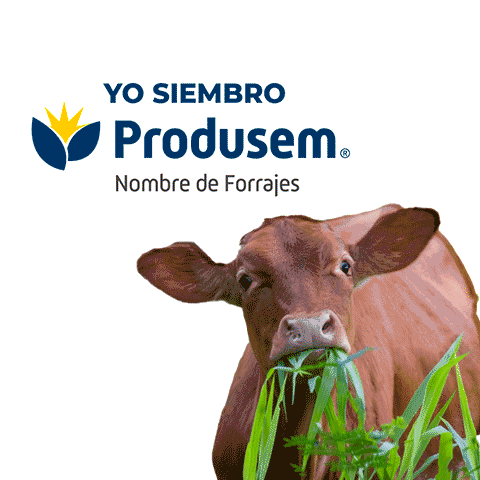 Cow Agro Sticker
